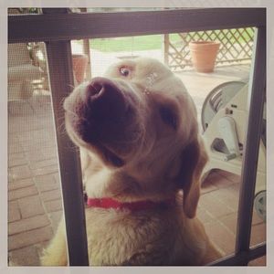 Meet your Posher, David